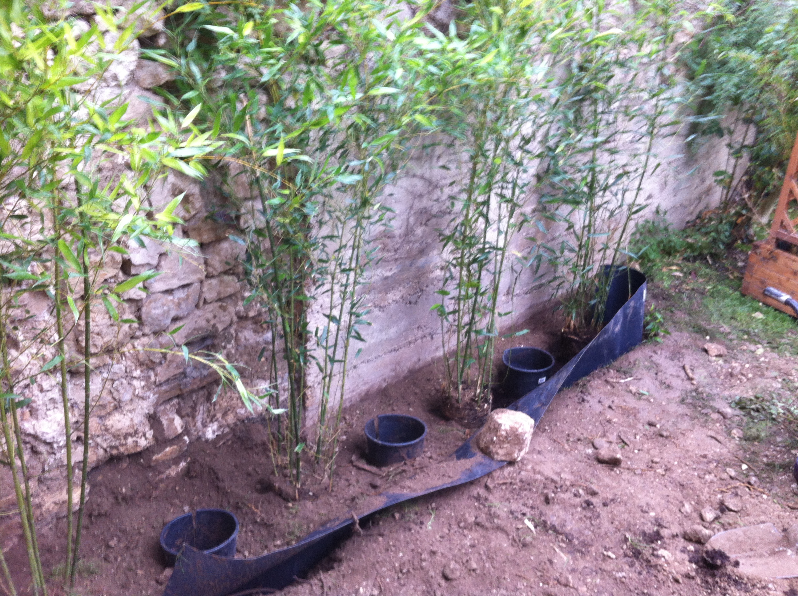 comment planter haie de bambou